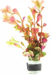 Ротала круглолистная «Апельсиновый сок» - Rotala rotundifolia Orange Juice - Живое аквариумное растение цена и информация | Аквариумные растения и декорации | 220.lv