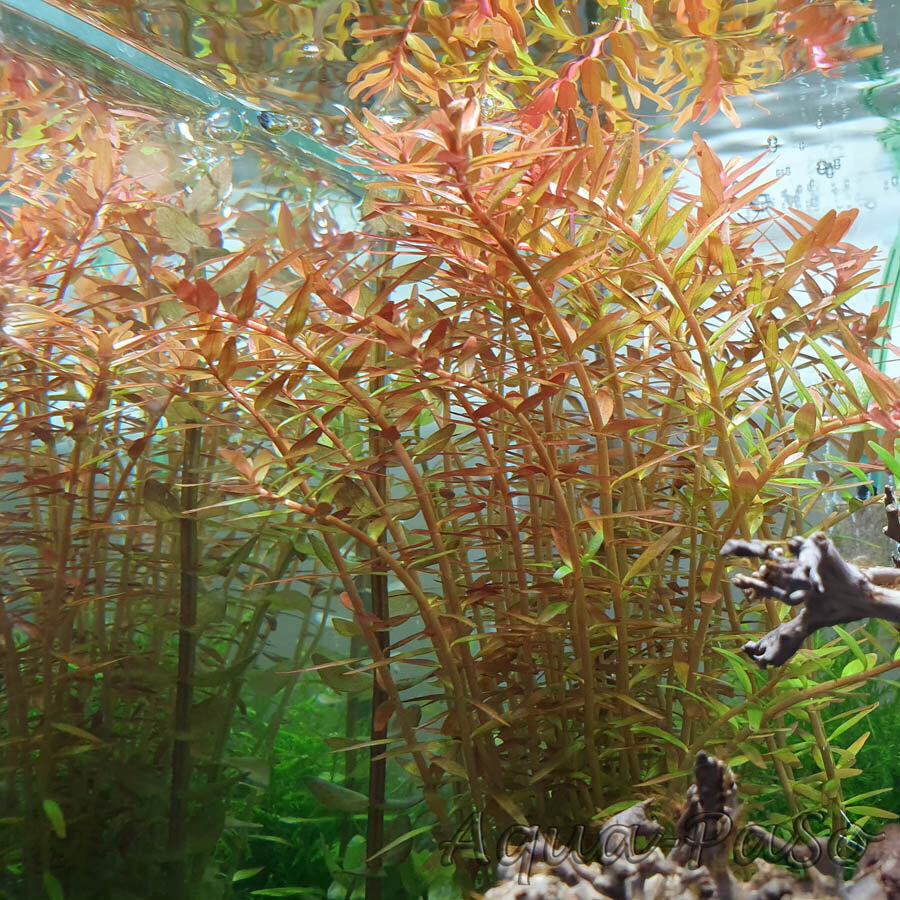 Rotala Apelsīnu sula - Rotala rotundifolia Orange Juice - Dzīvs akvārija augs cena un informācija | Akvārija augi, dekori | 220.lv