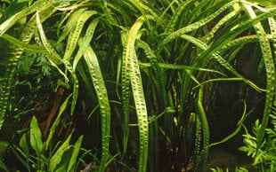 Cryptocoryne crispatula - in vitro - Живое аквариумное растение цена и информация | Аквариумные растения и декорации | 220.lv