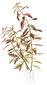 Dzīvs akvārija augs Proserpinaca palustris Cuba cena un informācija | Akvārija augi, dekori | 220.lv