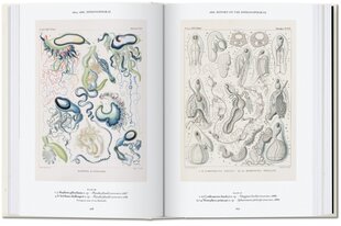 Art and Science of Ernst Haeckel. 40th Ed. цена и информация | Книги об искусстве | 220.lv