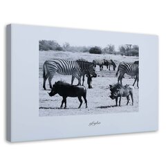 Glezna uz audekla, Āfrika - Zebras savannā cena un informācija | Gleznas | 220.lv