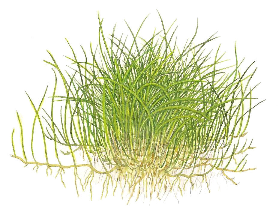 Eleocharis pusilla - Dzīvs akvārija augs cena un informācija | Akvārija augi, dekori | 220.lv
