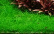 Eleocharis pusilla - Dzīvs akvārija augs cena un informācija | Akvārija augi, dekori | 220.lv