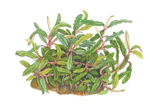 Живое аквариумное растение-Bucephalandra sp. 'Needle Leaf' цена и информация | Аквариумные растения и декорации | 220.lv