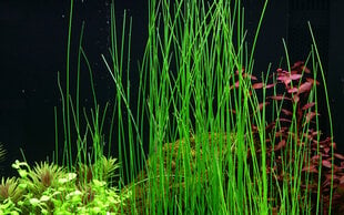 Живое аквариумное растение -Eleocharis montevidensis цена и информация | Аквариумные растения и декорации | 220.lv