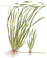 Vallisneria spiralis 'Tiger' - dzīvs akvārija augs цена и информация | Аквариумные растения и декорации | 220.lv