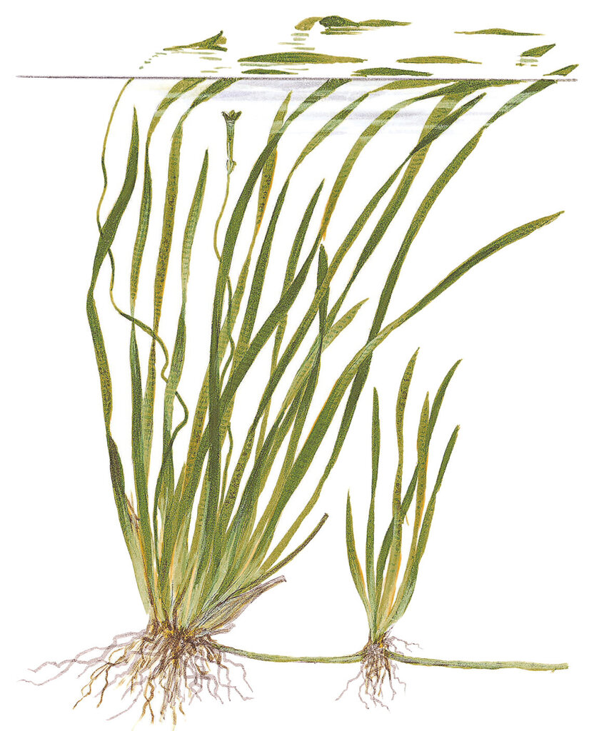 Vallisneria spiralis 'Tiger' - dzīvs akvārija augs цена и информация | Akvārija augi, dekori | 220.lv