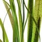 Vallisneria spiralis 'Tiger' - dzīvs akvārija augs cena un informācija | Akvārija augi, dekori | 220.lv