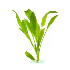 Echinodorus amazonicus / paniculatus - dzīvs akvārija augs cena un informācija | Akvārija augi, dekori | 220.lv
