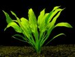 Echinodorus amazonicus / paniculatus - dzīvs akvārija augs цена и информация | Akvārija augi, dekori | 220.lv