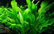 Echinodorus bleheri / Echinodorus Paniculatus - dzīvs akvārija augs cena un informācija | Akvārija augi, dekori | 220.lv