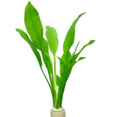 Живое аквариумное растение Эхинодорус Блехера / Эхинодорус Паникулатус - Echinodorus bleheri  цена и информация | Аквариумные растения и декорации | 220.lv