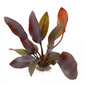 Echinodorus Aflame - dzīvs akvārija augs цена и информация | Akvārija augi, dekori | 220.lv