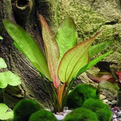 Живое аквариумное растение Эхинодорус Глаз Дьявола - Echinodorus Devils Eye цена и информация | Аквариумные растения и декорации | 220.lv