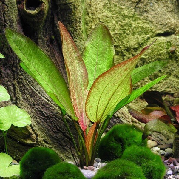 Echinodorus Devils Eye — dzīvs akvārija augs цена и информация | Akvārija augi, dekori | 220.lv