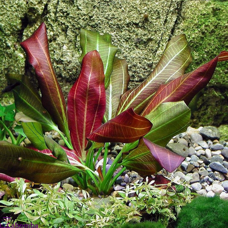 Echinodorus rubin - dzīvs akvārija augs cena un informācija | Akvārija augi, dekori | 220.lv