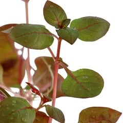 Живое аквариумное растение -Ludwigia sp. "Mini Super Red" цена и информация | Аквариумные растения и декорации | 220.lv