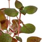 Dzīvs akvārija augs - Ludwigia sp. Mini Super Red цена и информация | Akvārija augi, dekori | 220.lv