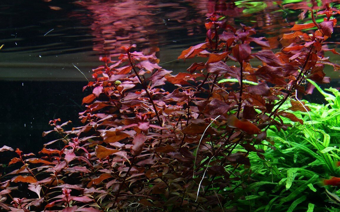 Dzīvs akvārija augs - Ludwigia sp. Mini Super Red цена и информация | Akvārija augi, dekori | 220.lv
