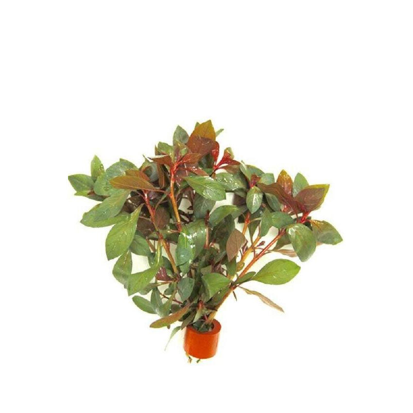 Ludwigia repens Diamond Red - dzīvs akvārija augs cena un informācija | Akvārija augi, dekori | 220.lv