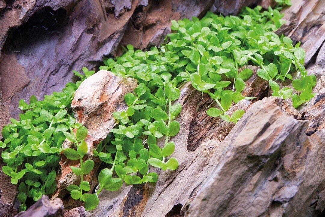 Akvārija augs dzīvs Micranthemum tweediei 'Monte Carlo' цена и информация | Akvārija augi, dekori | 220.lv