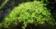 Akvārija augs dzīvs Micranthemum tweediei 'Monte Carlo' цена и информация | Akvārija augi, dekori | 220.lv