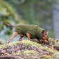 Džemperis Rukka Wolly, dažādi izmēri, zaļš цена и информация | Apģērbi suņiem | 220.lv
