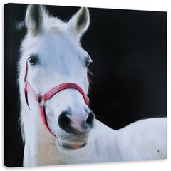 Glezniecība uz audekla, Balta zirga galva цена и информация | Картины | 220.lv
