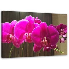 Glezniecība uz audekla, Fuksijas orhidejas cena un informācija | Gleznas | 220.lv