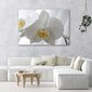 Glezniecība uz audekla, Balta orhideja ar dzeltenu centru cena un informācija | Gleznas | 220.lv