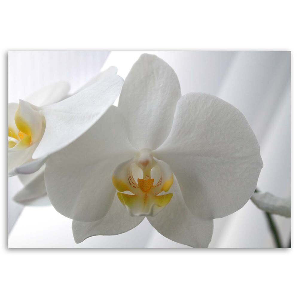 Glezniecība uz audekla, Balta orhideja ar dzeltenu centru cena un informācija | Gleznas | 220.lv