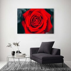 Glezniecība uz audekla, Skaista sarkana roze cena un informācija | Gleznas | 220.lv