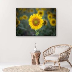 Glezniecība uz audekla, Jaunā saulespuķe cena un informācija | Gleznas | 220.lv