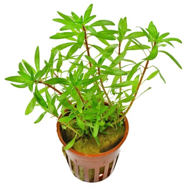 Akvārija augs dzīvs Ludwigia inclinata 'Cuba' цена и информация | Akvārija augi, dekori | 220.lv