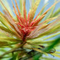 Akvārija augs dzīvs Ludwigia inclinata 'Cuba' cena un informācija | Akvārija augi, dekori | 220.lv