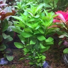 Живое аквариумное растение Ludwigia palustris Green  цена и информация | Аквариумные растения и декорации | 220.lv