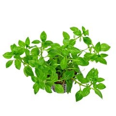 Живое аквариумное растение Ludwigia palustris Green цена и информация | Аквариумные растения и декорации | 220.lv