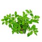 Akvārija augs dzīvs Ludwigia palustris Green цена и информация | Akvārija augi, dekori | 220.lv
