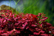 Akvārija augs dzīvs Ludwigia palustris Red cena un informācija | Akvārija augi, dekori | 220.lv