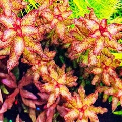 Живое аквариумное растение - Ludwigia sp. Guinea / Ludwigia senegalensis цена и информация | Аквариумные растения и декорации | 220.lv