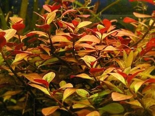 Ludwigia repens - Dzīvs akvārija augs cena un informācija | Akvārija augi, dekori | 220.lv