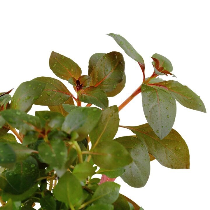 Ludwigia repens 'Rubin' - dzīvs akvārija augs cena un informācija | Akvārija augi, dekori | 220.lv