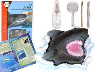 Komplekts - Haizivs, Lean Toys cena un informācija | Attīstošās rotaļlietas | 220.lv