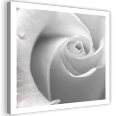 Glezna uz audekla, Balta roze tuvplānā cena un informācija | Gleznas | 220.lv