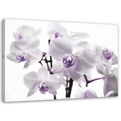 Glezna uz audekla, Balta un violeta orhideja cena un informācija | Gleznas | 220.lv