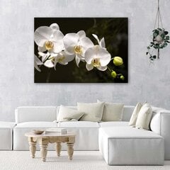 Glezna uz audekla, Baltā orhideja uz melna fona cena un informācija | Gleznas | 220.lv