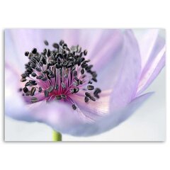 Glezna uz audekla, Violeta anemone цена и информация | Картины | 220.lv
