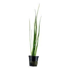 Живое аквариумное растение - Vallisneria nana (gracilis)  - 1 пучёк (3 растения) цена и информация | Аквариумные растения и декорации | 220.lv