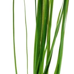 Живое аквариумное растение - Vallisneria nana (gracilis)  - 1 пучёк (3 растения) цена и информация | Аквариумные растения и декорации | 220.lv